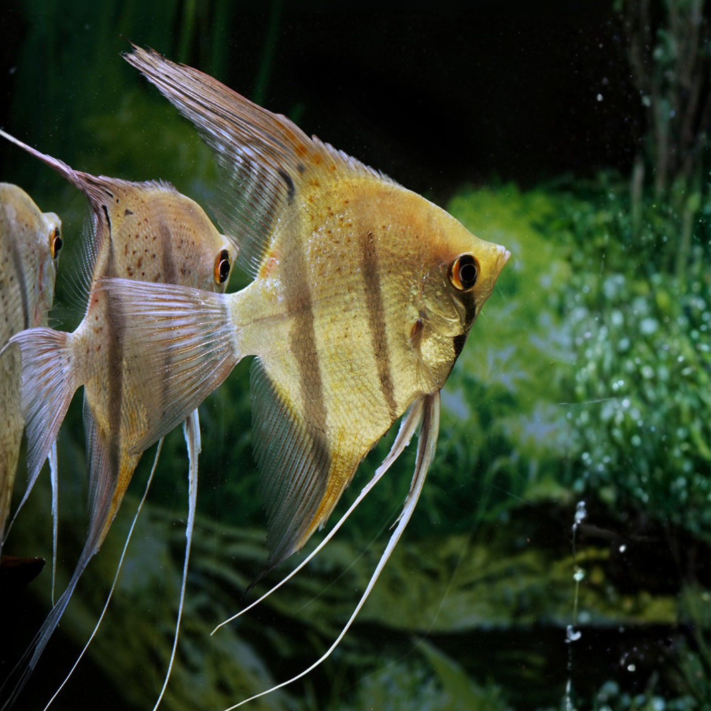 Scalare leopoldi Redspots Peru xlg
