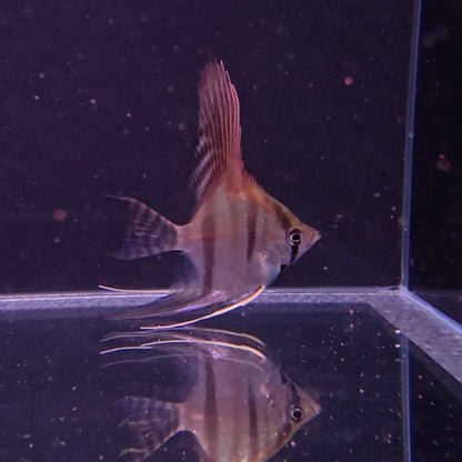 Scalare SANTA ISABELL md | peces agua dulce