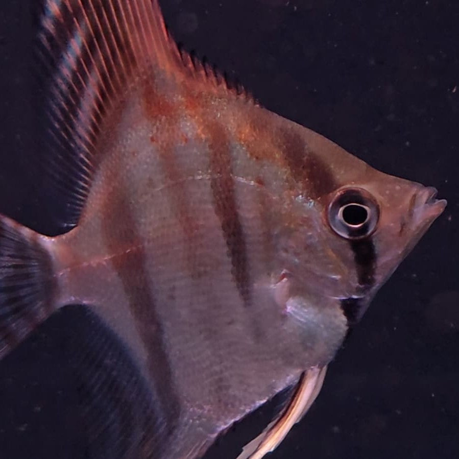 Scalare SANTA ISABELL md | peces agua dulce