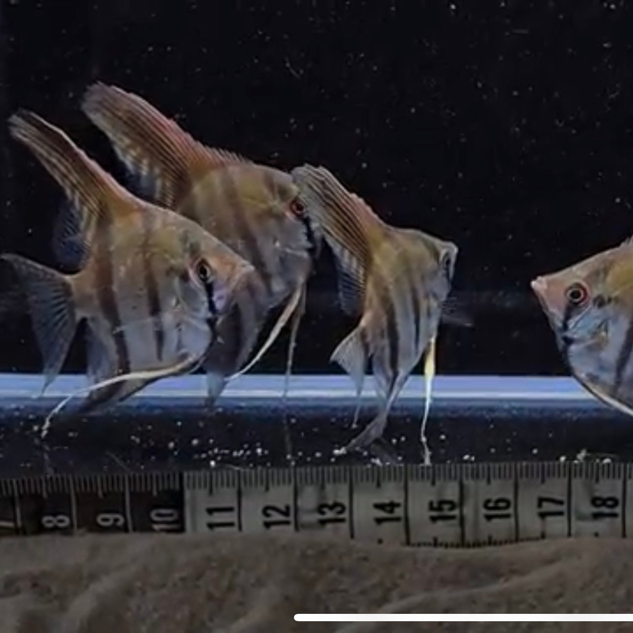 Scalare sp.RIO NANAY TYP3