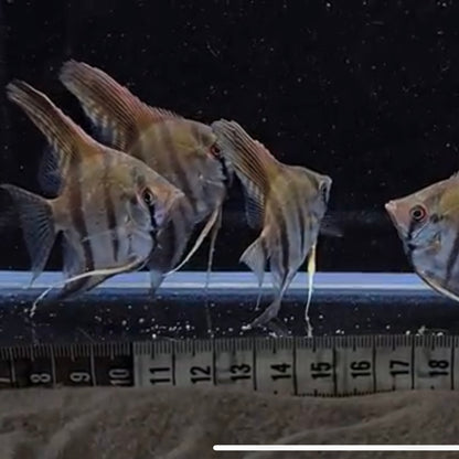 Scalare sp.RIO NANAY TYP3