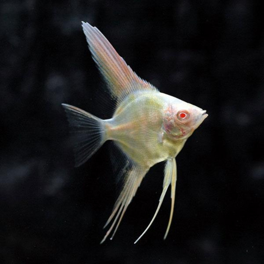 Pterophyllum scalare peruvian albino | peces agua dulce