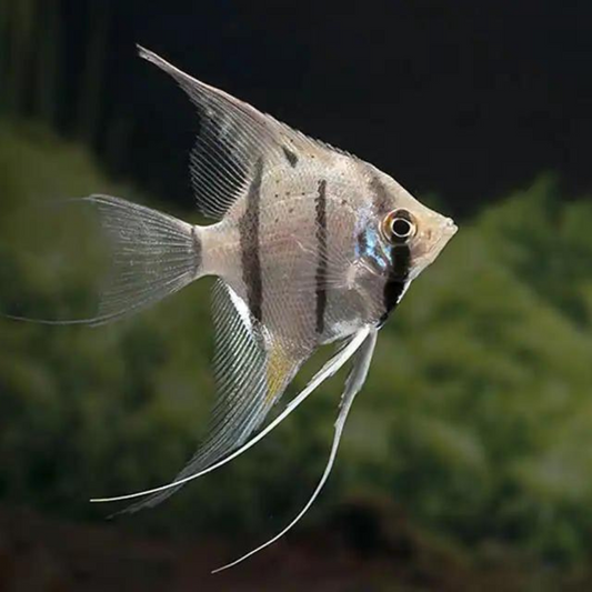 Pterophyllum scalare peru altum| peces agua dulce