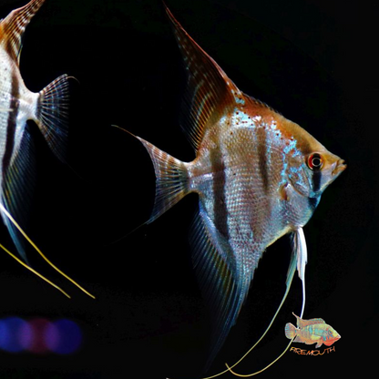 Scalare SANTA ISABELL md | peces agua dulce