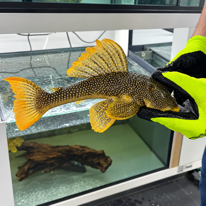 L14 scobiancistrus aureatus talla 26-29cm Hudson Crizanto Ejemplar 2