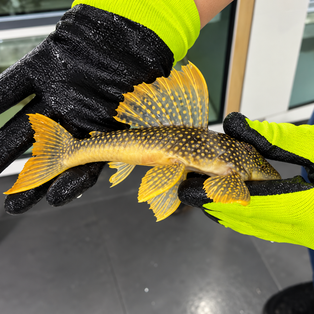 L14 scobiancistrus aureatus talla 18-23 cm Hudson Crizanto Ejemplar 1