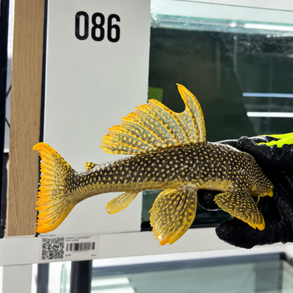 L14 scobiancistrus aureatus talla 26-29cm Hudson Crizanto Ejemplar 3