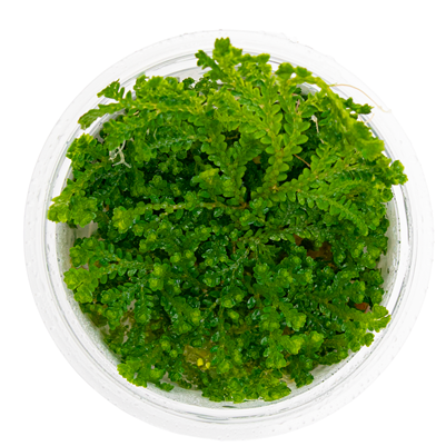 Selaginella uncinata in vitro