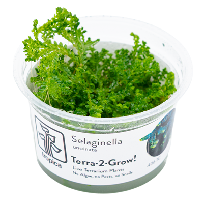 Selaginella uncinata in vitro