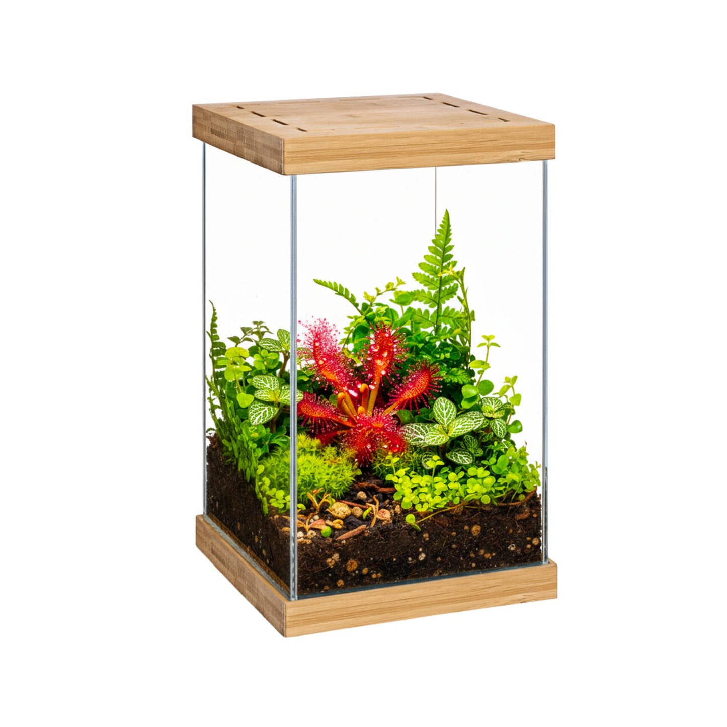SELVA MINI TERRARIUM de Aquael