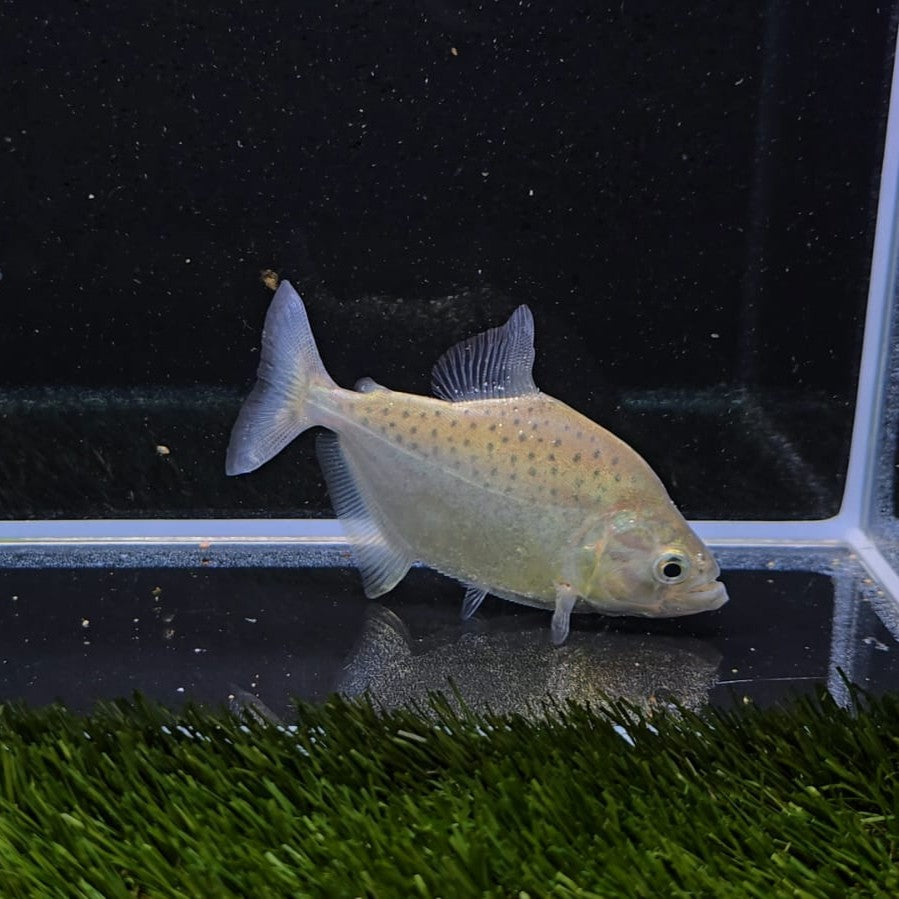 Serrasalmus Compressus Wild 7-10cm