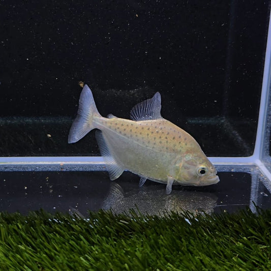 Serrasalmus Compressus Wild 7-10cm