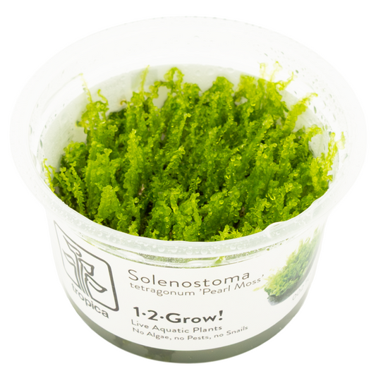 Solenostoma tetragonum pearl moss in vitro