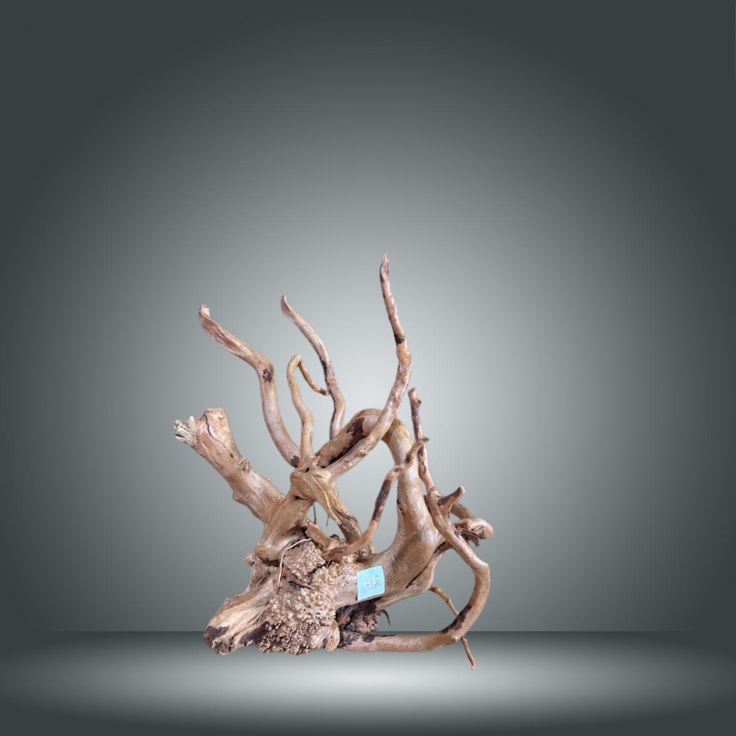 Spider 13E - 006 aprox. 50cm