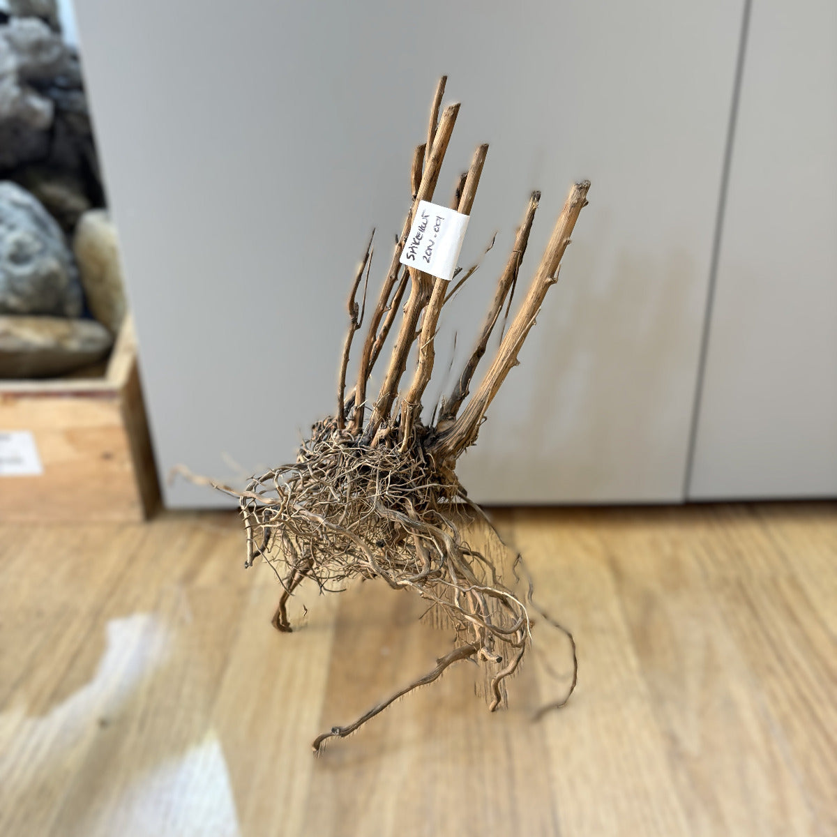 Spikeroot 20-30cm | 20N 001