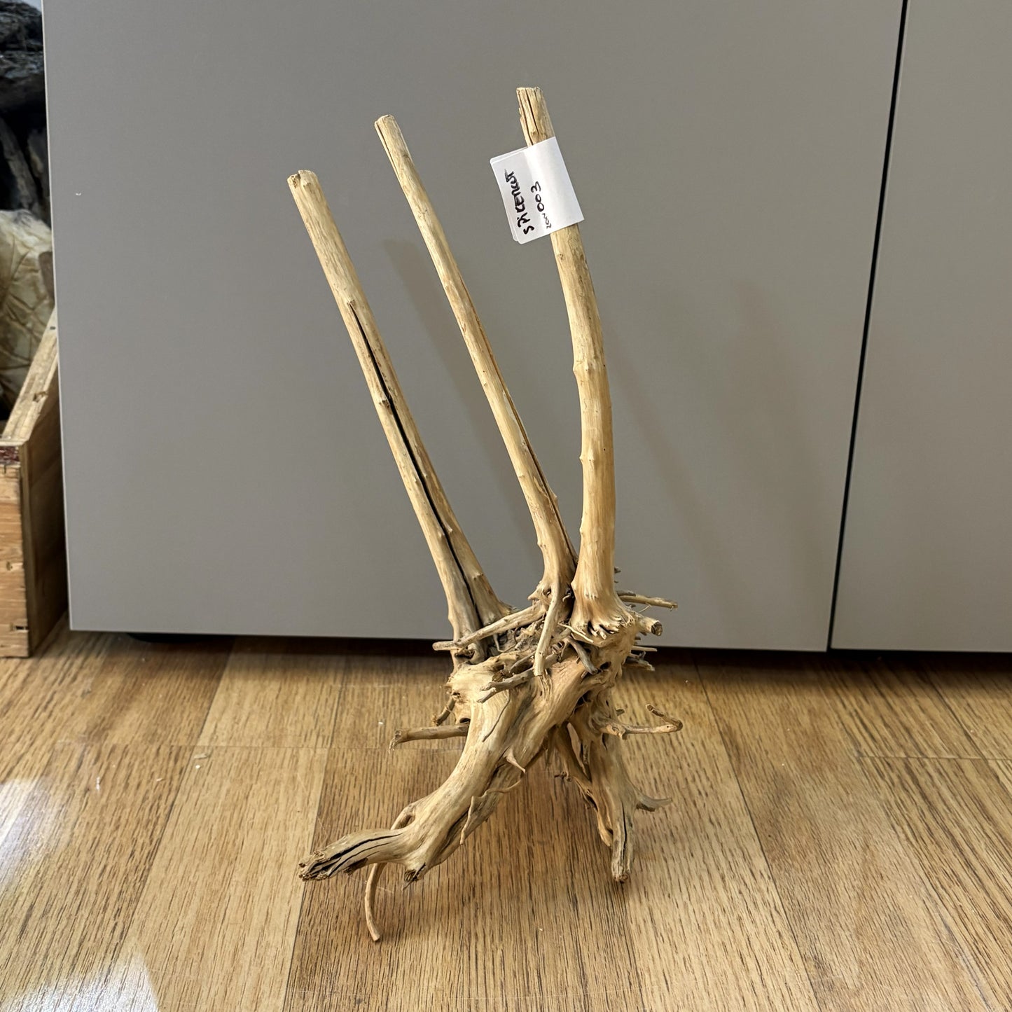 Spikeroot 20-30cm | 20N 003