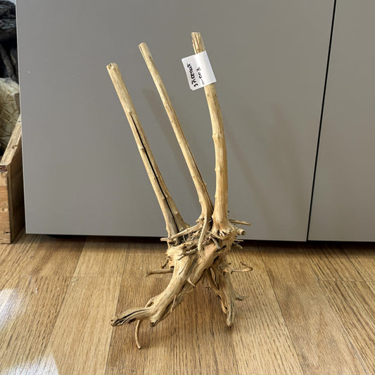 Spikeroot 20-30cm | 20N 003