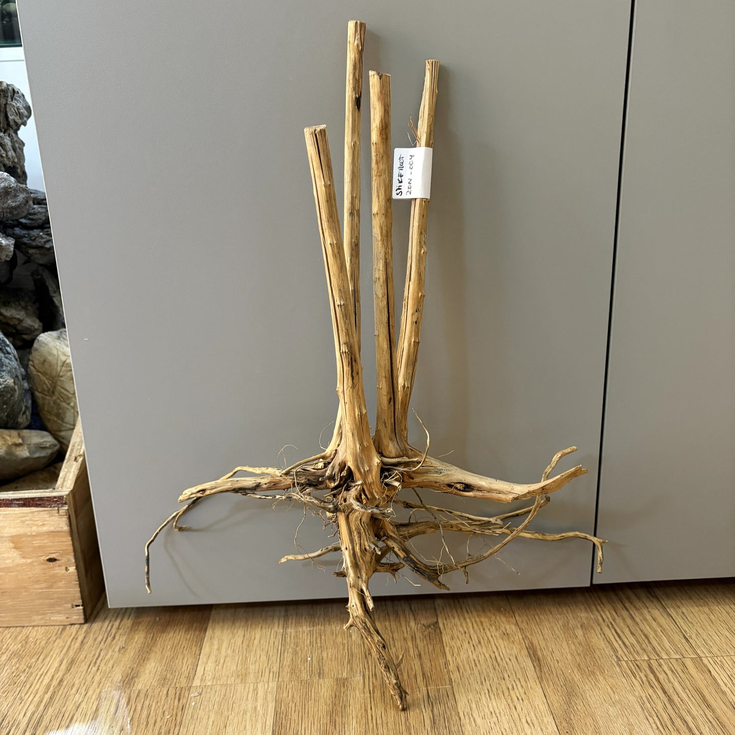 Spikeroot 20-30cm | 20N 004