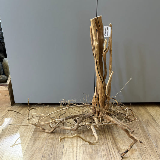 Spikeroot 31-40cm | 20N 006