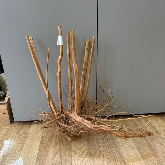 Spikeroot 31-40cm | 20N 007