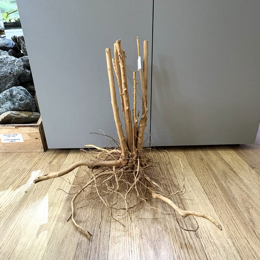 Spikeroot 31-40cm | 20N 009