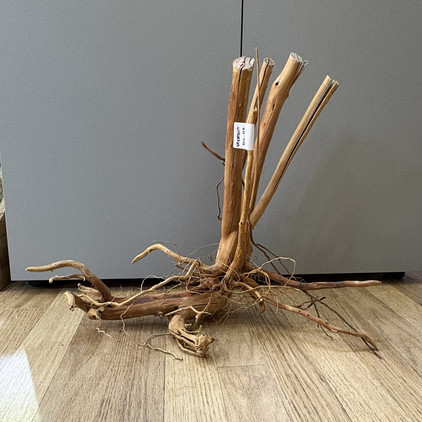 Spikeroot 31-40cm | 20N 010