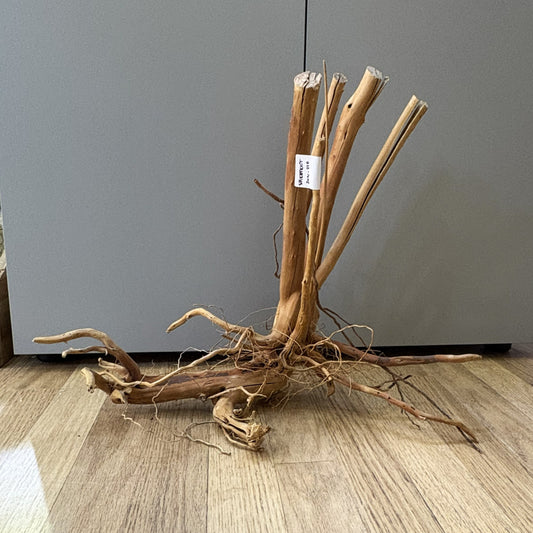 Spikeroot 31-40cm | 20N 010