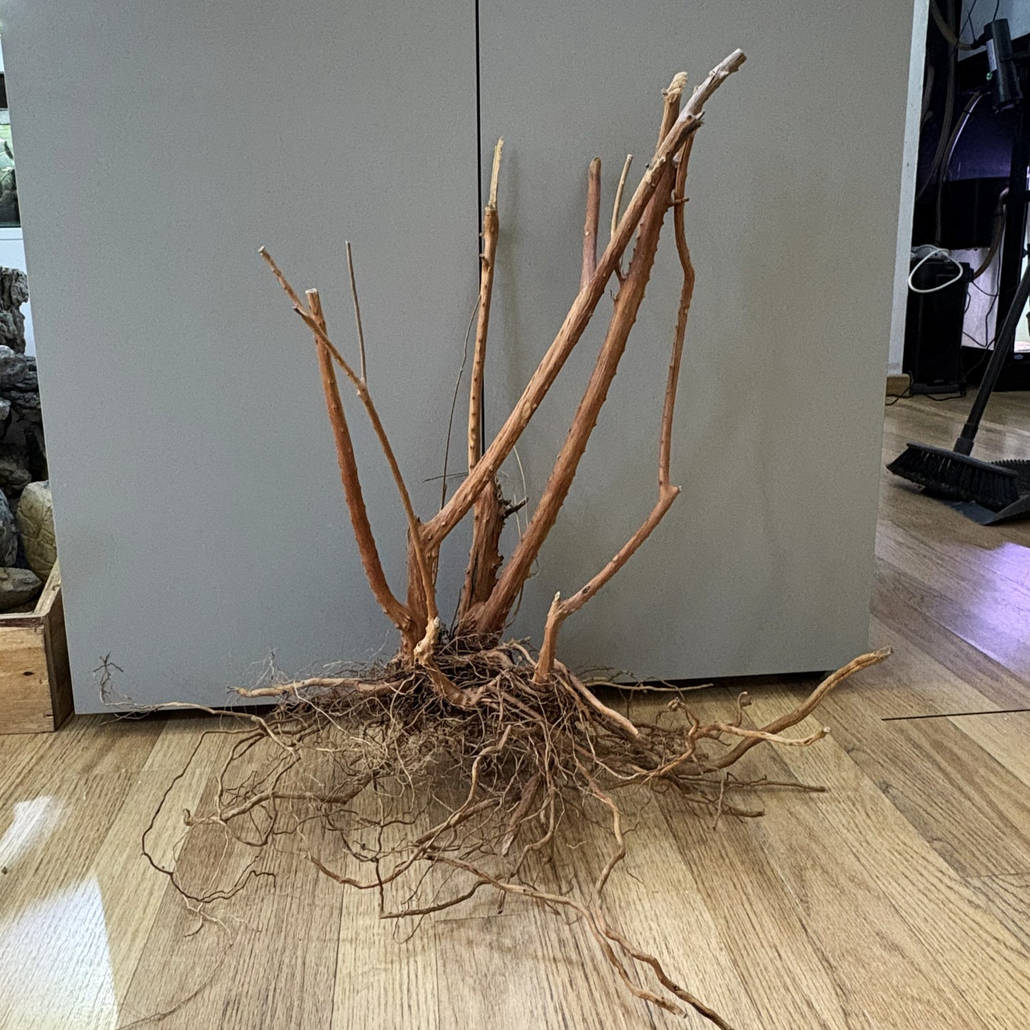 Spikeroot 41-50cm | 20N 011