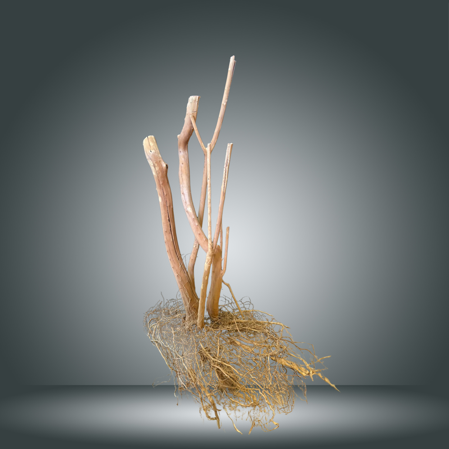 Spikeroot 31-40cm pieza nº 4M - 022