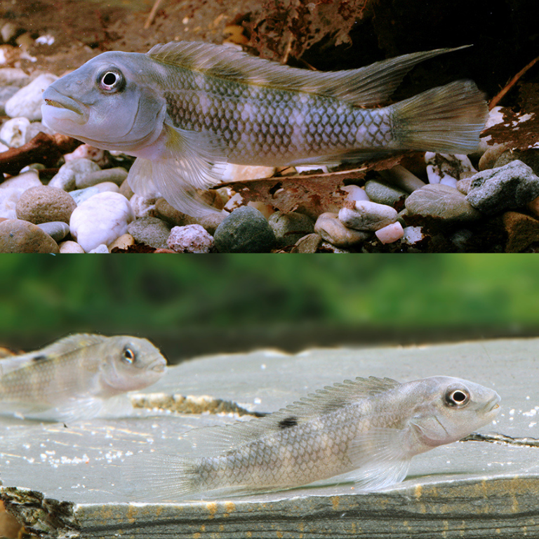 Steatocranus gibbiceps 3-4cm | peces agua dulce