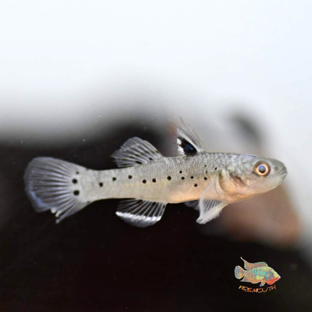 Stigmatogobius sadanundio | freshwater fish 