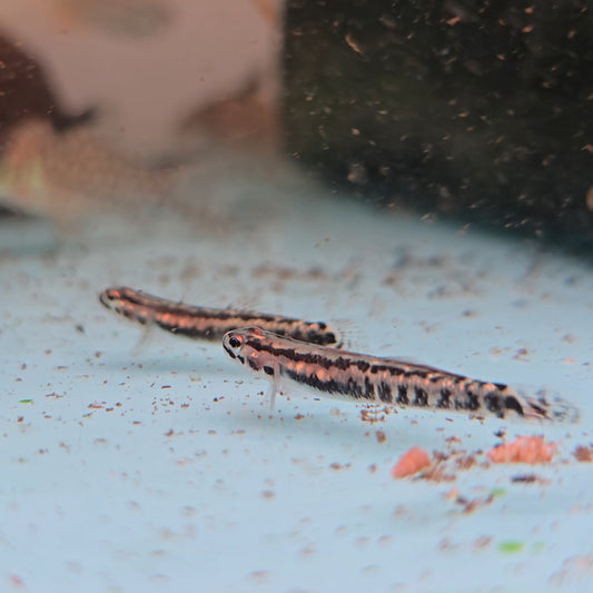 Stiphodon aureofuscus wild 3-4cm