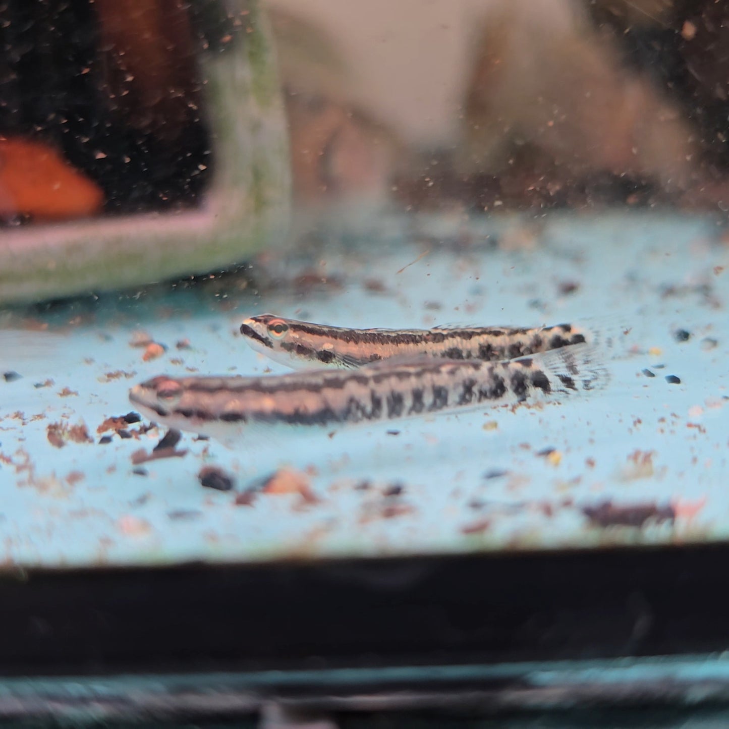 Stiphodon aureofuscus wild 3-4cm