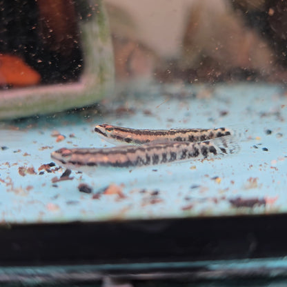 Stiphodon aureofuscus wild 3-4cm