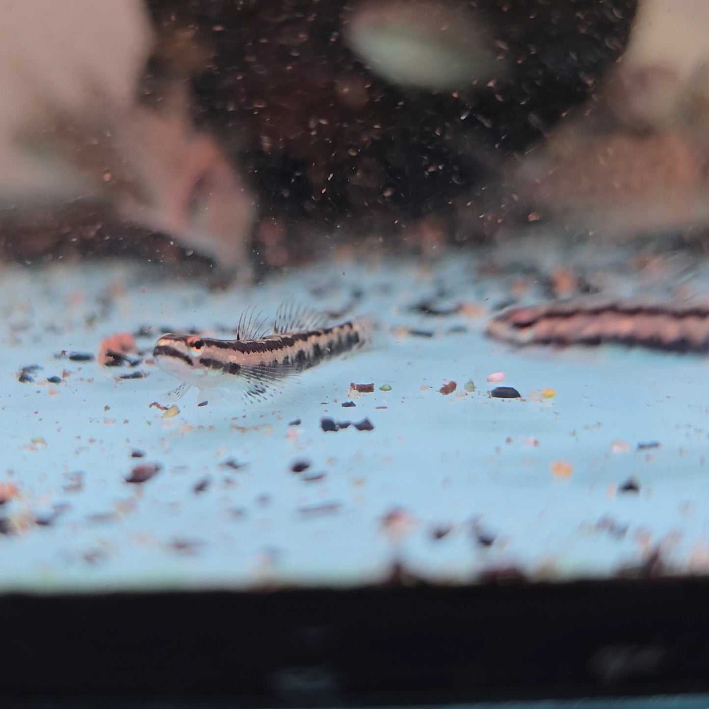 Stiphodon aureofuscus wild 3-4cm