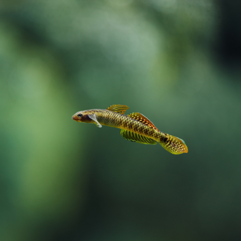 Stiphodon ornatus | Gobio Arcoiris