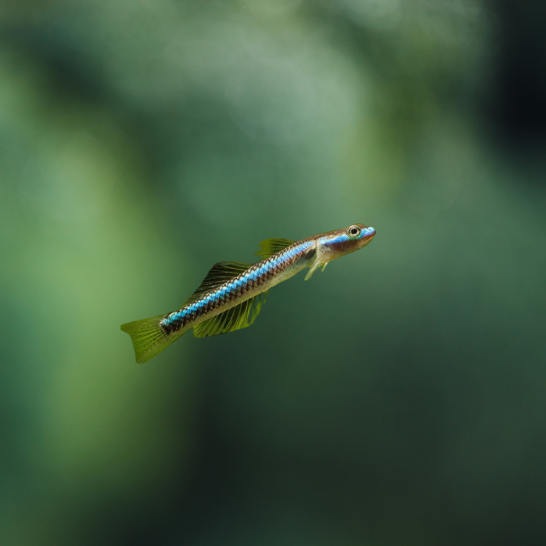 Stiphodon Semoni | Gobio azul cobalto