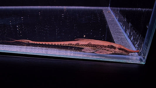 Sturisoma rostratum Farlowella 6-12 cm – Hudson Crizanto