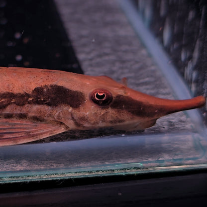 Sturisoma rostratum Farlowella 6-12 cm – Hudson Crizanto