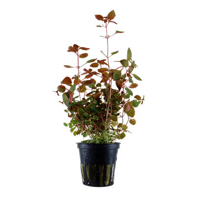 Ludwigia sp. super red