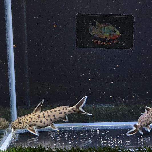 Synodontis Petrícola pareja