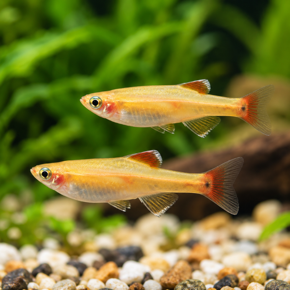 Tanichthys albonubes golden white cloud (cuerpo amarillo)