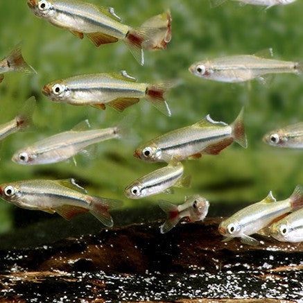 Tanichthys micagemmae wild