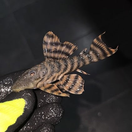 Panaqolus tankei L398 talla -Hudson Crizanto