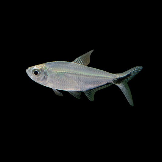 Moenkhausia costae - tetra fortuna | peces agua dulce