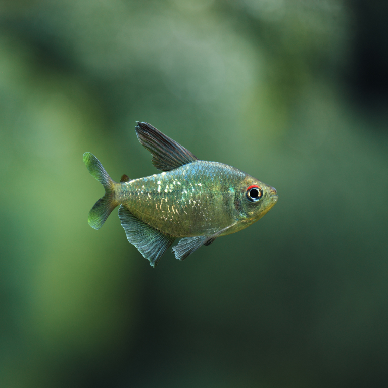 Moenkhausia Pittieri - tetra diamante | peces agua dulce