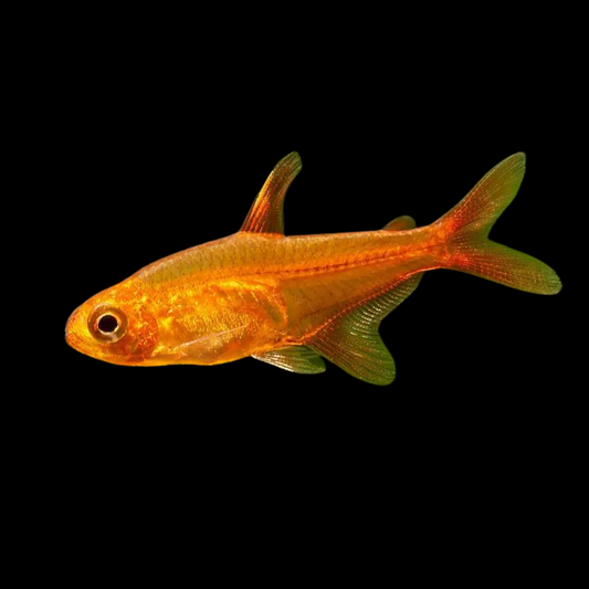 Tetra Ember - Hyphessobricon Amandae | peces agua dulce