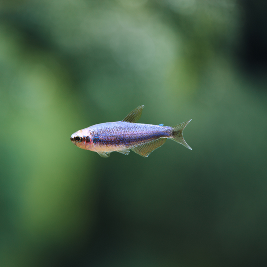 Inpaichthys Kerri Super Blue | Tetra emperador azul