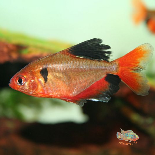 Tetra Serpae Red | Hyphessobrycon eques | peces de agua dulce