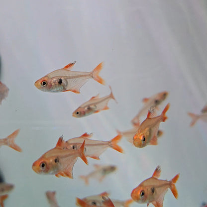 Tetra fantasma rojo | Hyphessobrycon Sweglesy talla 2cm